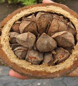 Оптовая продажа высококачественных несоленых цельных бразильских орехов в скорлупе для пищевых продуктов - Product Image 5