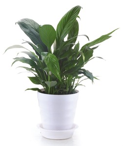 รดน้ำอัตโนมัติที่สวยงามกระถางดอกไม้พลาสติกขนาดเล็ก - Product Image 5