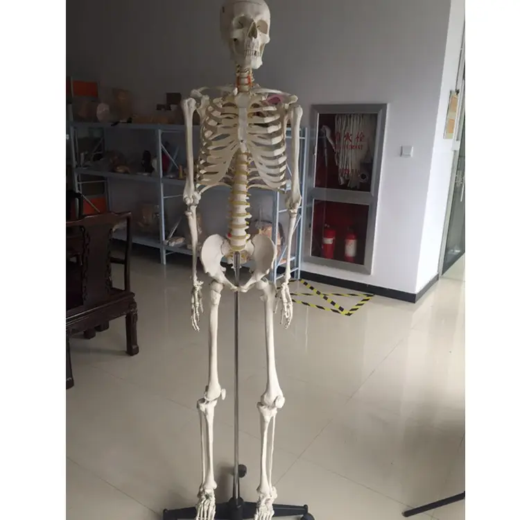 PVC Malzeme gerçek tasarlanmış tıbbi Anatomi İskeleti modeli