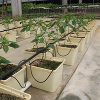 Système de culture hydroponique en seau hollandais en gros d'usine, Bato pour jardin domestique, tomates