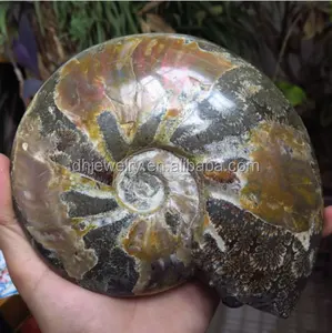 Toptan doğal Reiki taş kabuklu Ammonite fosil kristalleri şifa taşları ev dekorasyon için
