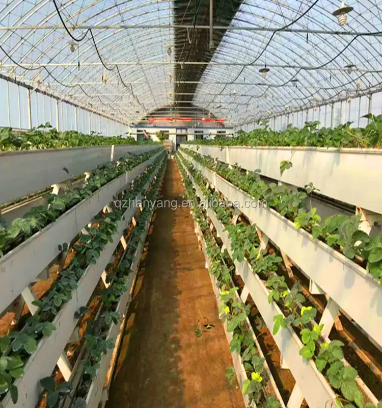 農業用無土壌栽培水耕栽培システムイチゴ垂直栽培