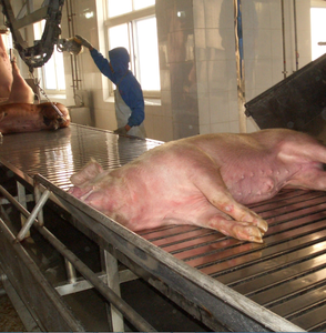 सुअर वध घर का वध मशीन पोर्क वध उपकरण बिक्री के लिए - Product Image 4