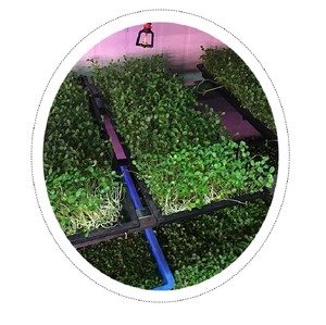 600*300mm Size plastic zaailingenplateau voor rijstveld zaad nursery zaaien - Product Image 3