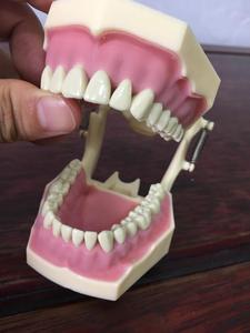 Modello Standard di Denti Permanenti Sostituibili 32 Pezzi Modello di Denti Frasaco <span class=keywords><strong>AG3</strong></span> - Product Image 3