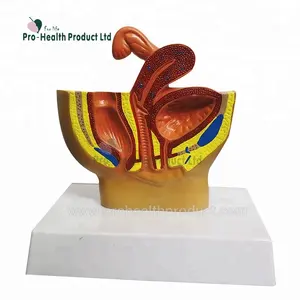 Female Pelvis Genitals Prostate Sectional Demonstration Anatomical Model