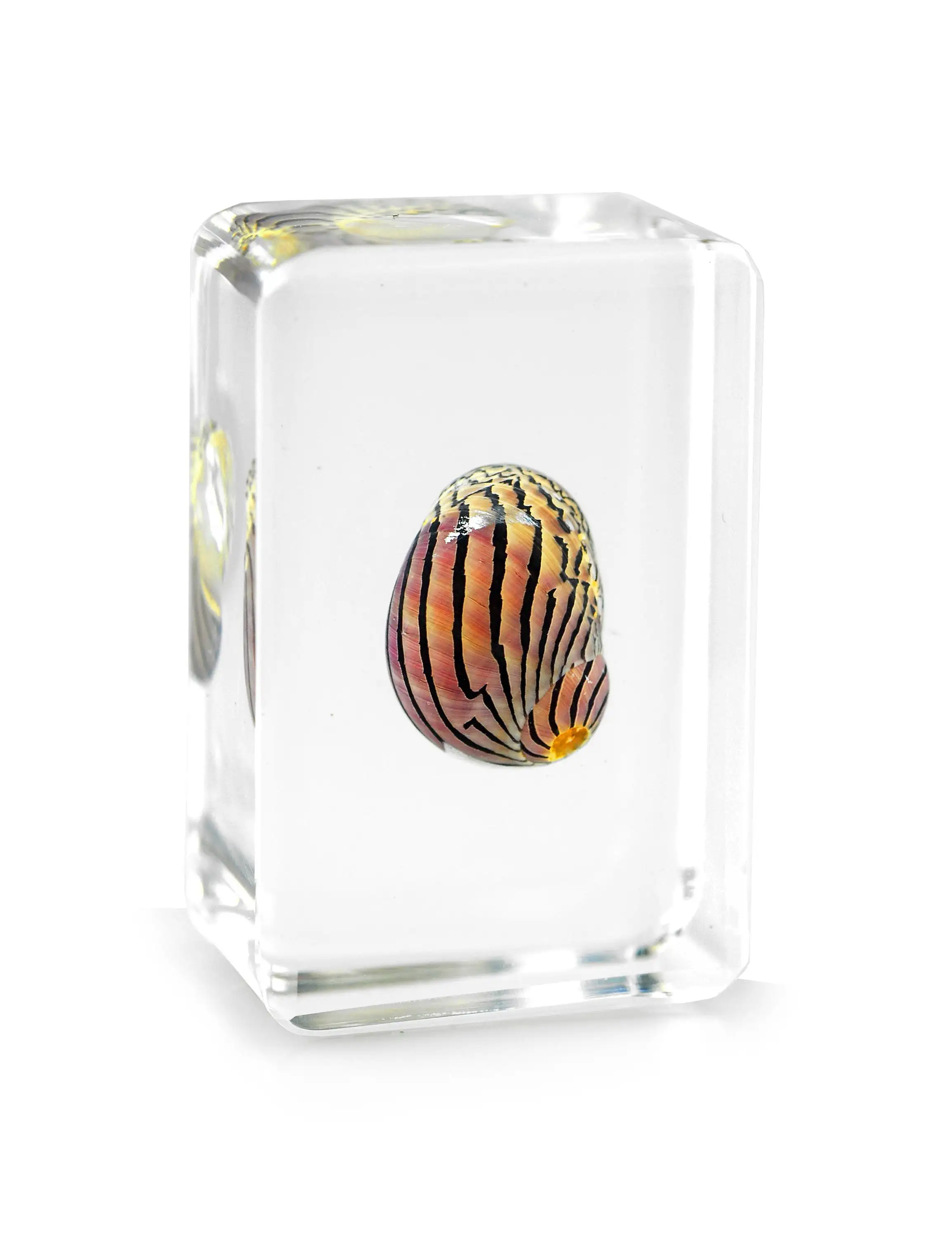 Настоящая Морская ракушка, набитая акриловой смолой