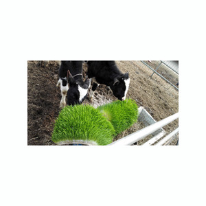 Máquina Automática de Cultivo Hidropónico de Forraje para Cultivar Cebada Verde para Pequeñas Granjas - Product Image 3