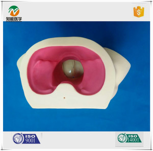 Model Pelatihan Kebidanan PVC Medis BIX-F8 untuk Simulasi Persalinan & Pelatihan Melahirkan Ilmu Kedokteran untuk Pelatihan Perawat - Product Image 5