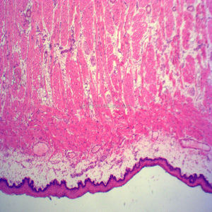 顕微鏡用の舌組織組織準備スライドを教えるリソース - Product Image 5