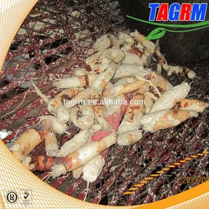 Buena regeneración tapioca pelador en nigeria TAGRM yuca pelado machiner comprador - Product Image 4