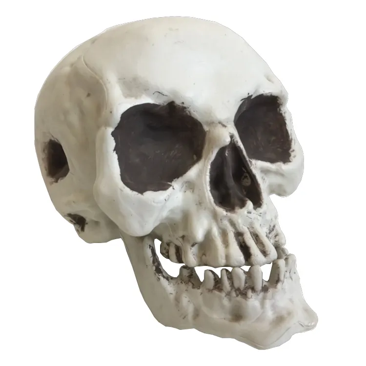 Реалистичная модель черепа для Хэллоуина