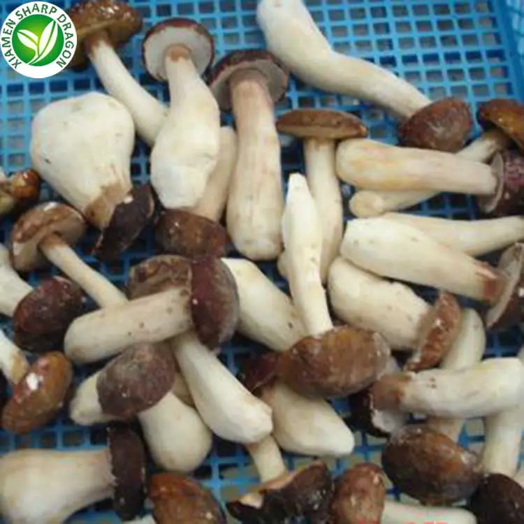 مجمد كامل Boletus Edulis Porcini فطر