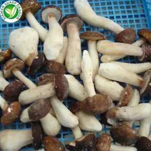 Dondurulmuş bütün Boletus Edulis Porcini mantar