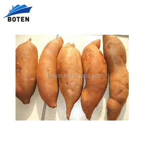 צמחים צמח תמצית שורש <span class=keywords><strong>Yacon</strong></span> - Product Image 1