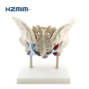 Weibliches Becken modell mit Muskeln und Organen Becken Anatomisches Skelett modell - Product Image 4