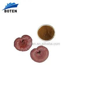 자연 영지 버섯 Ganoderma Lucidum 다당류 Triterpene