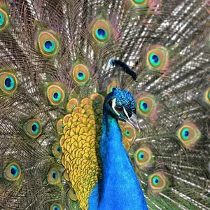 Pluma de pavo real de diseño para fiesta de boda, pluma de alta calidad