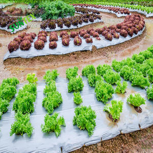 25 माइक्रोन ब्लैक सिल्वर चिंतनशील मच फिल्म स्ट्रॉबेरी टमाटर आलू खरपतवार प्लास्टिक शेटिंग, कृषि पे फिल्म - Product Image 4