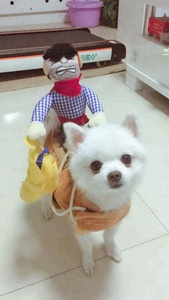 Disfraces de diseño divertido para mascotas, ropa de estilo vaquero para perros geniales, abrigo para cachorros, gran oferta - Product Image 5