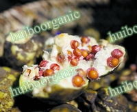 Euryales / Fruit de Gorgon / Gorgon Euryale / Qianshi