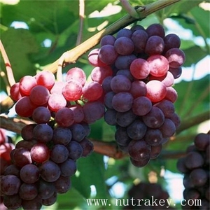 Extracto orgánico belleza Extracto <span class=keywords><strong>de</strong></span> semilla <span class=keywords><strong>de</strong></span> <span class=keywords><strong>uva</strong></span> proanthocyanin polvo - Product Image 4
