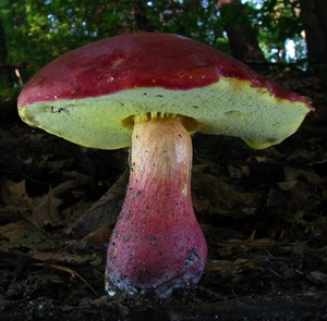 Detan rojo salvaje setas <span class=keywords><strong>boletus</strong></span> - Product Image 5
