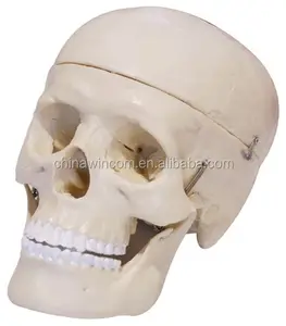 Modello anatomico umano cranio/teschio modello 3D Mini teschio in plastica
