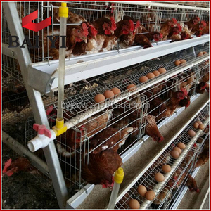 Tavuk kullanımı tavuk pil kafesleri cezayir'de - Product Image 3