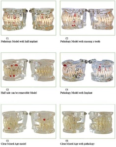 Dentale denti Trasparente modello <span class=keywords><strong>Standard</strong></span> - Product Image 5