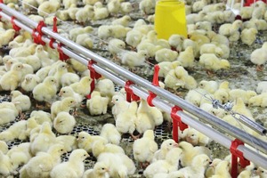 Gà Thịt Gia Cầm Trang Trại Nhà Thiết Kế/Gia Cầm Tự Động Thiết Bị/Gia Cầm Cho Ăn Và Uống Dòng - Product Image 2