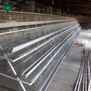 Jaulas automáticas <span class=keywords><strong>para</strong></span> huevos de gallina y pollos con batería <span class=keywords><strong>para</strong></span> aves de corral <span class=keywords><strong>para</strong></span> granjas con capacidad <span class=keywords><strong>para</strong></span> 5000 aves en Ghana - Product Image 5