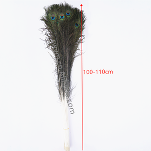 Giá Tốt Nhất Tự Nhiên Peacock Tail Feathers 10-12in Peacock Feather - Product Image 5