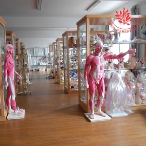Yağlı karaciğer hasta eğitim malzemeleri karaciğer patolojisi modeli - Product Image 3