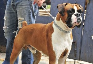 Kingtale grosir tugas berat tiga baris Tautan kalung rantai anjing untuk hewan peliharaan perak padat kerah hewan peliharaan & kalung gesper keling - Product Image 6