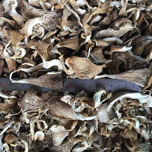 Detan Séché <span class=keywords><strong>Pleurotus</strong></span> <span class=keywords><strong>Ostreatus</strong></span> Prix - Product Image 4