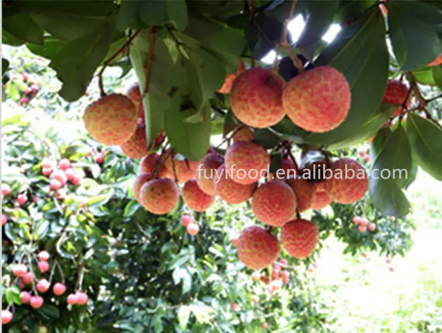 SAISONALE CHINESISCHEN FRISCHE LITSCHI/Sinolychee gruppe Litchi/China lychee