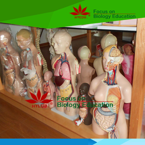 57 cm उच्च एक्यूपंक्चर चिकित्सा मॉडल के लिए मानव शरीर मॉडल - Product Image 3