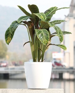 Bac de jardinage en plastique, pot de bureau et de sol, à jardinage automatique, de grande taille, pour loisirs, vente en gros, 2021 - Product Image 3