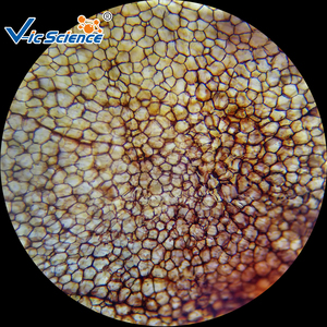 Hot Bán Thú Y mô học trượt kính hiển vi chuẩn bị Slide giáo dục mẫu vật - Product Image 3