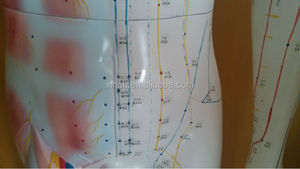 yaşam boyutu 180 cm akupunktur modeli musucle - Product Image 2