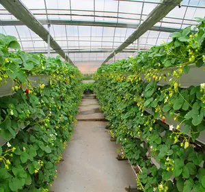 Hortikultura Di Rumah Kaca dengan Sistem Tanaman Hidroponik