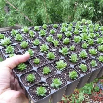 200 holes seedling starter trays