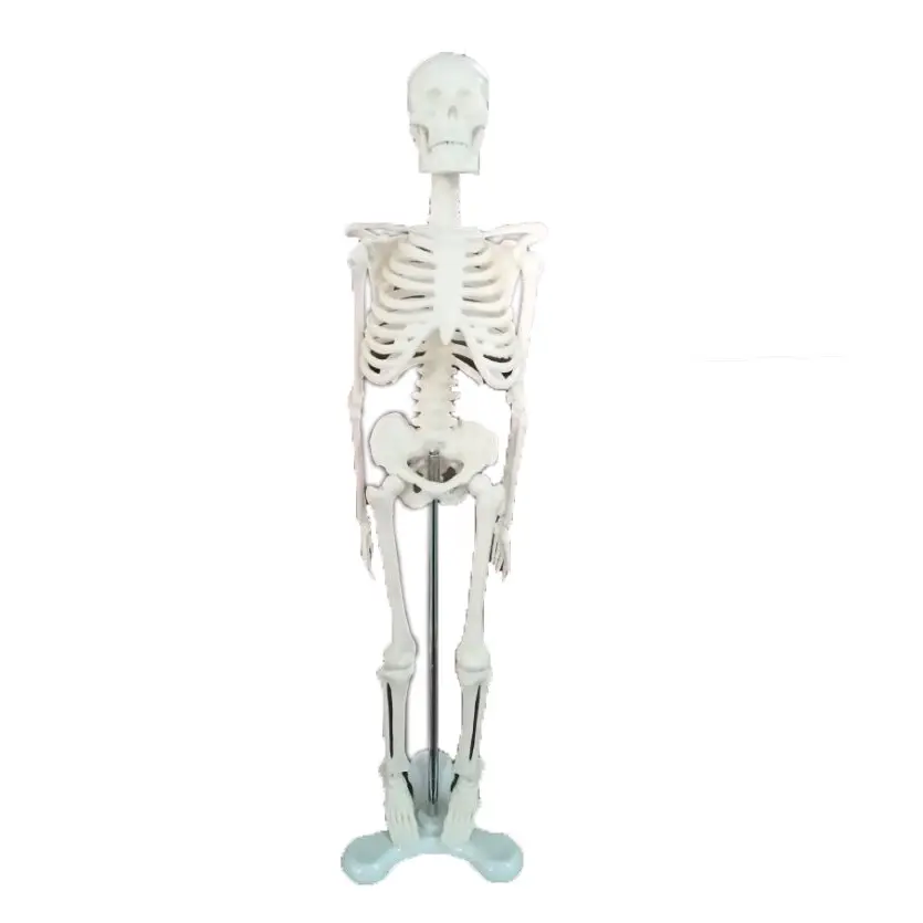 Mini Skeleton modell