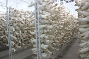 Champignons déshydratés séchés à l'air Pleurotus eryngii Quel - Product Image 4