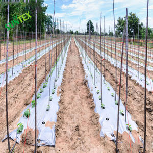 25 माइक्रोन ब्लैक सिल्वर चिंतनशील मच फिल्म स्ट्रॉबेरी टमाटर आलू खरपतवार प्लास्टिक शेटिंग, कृषि पे फिल्म - Product Image 5