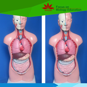 Modèle médical bandana, torso d'anatomie humaine, modèle pour le cou et le coffre - Product Image 5