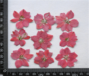 Multi Premuto Fiori Secchi, Margherita, Fiore Del Merletto, Amsonia, Rosa Ramo, Larkspur, Artemisia - Product Image 3