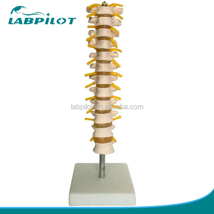 Modelo da vertebra do furácico, coluna espinha do espinho com cabo espinho e nerves modelo