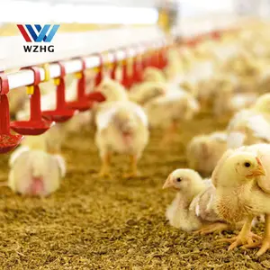 Bom China fabricante fácil de construção pré-fabricada Casa pato e frango arrancar Aves Automática